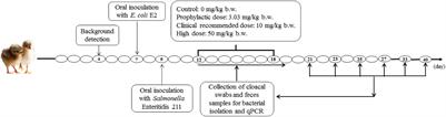 Enrofloxacin Promotes Plasmid-Mediated Conjugation Transfer of Fluoroquinolone-Resistance Gene qnrS